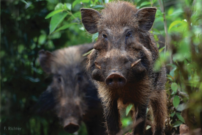 © Verband der Zoologischen Gärten (VdZ) Fotograf: F. Richter Bild zum Eintrag (1080731-160)