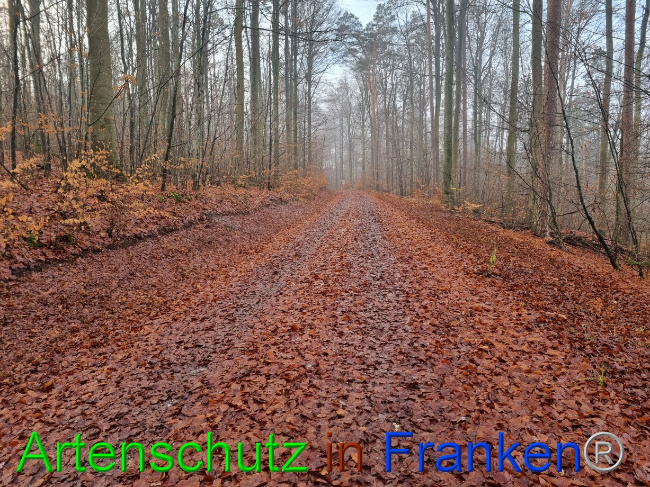 © Artenschutz in Franken® Bild zum Eintrag (1080801-160)
