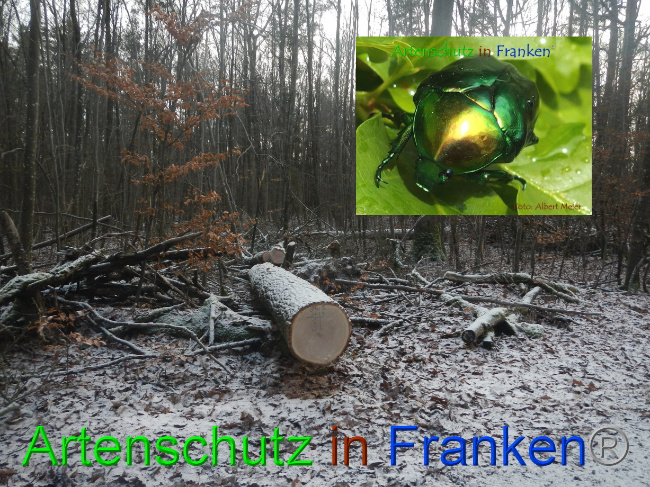 © Artenschutz in Franken® Bild zum Eintrag (1080829-160)