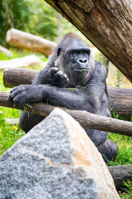 © Tierpark Hellabrunn / Marc Müller Bild zum Eintrag (1080932-160)