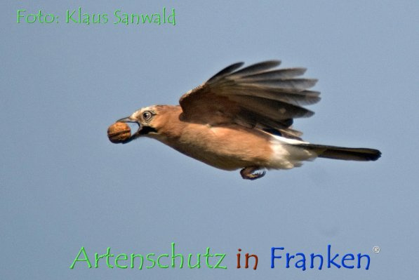 © Artenschutz in Franken® / Klaus Sanwald Bild zum Eintrag (1081001-160)