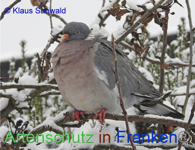 © Artenschutz in Franken® / Klaus Sanwald Bild zum Eintrag (1081007-160)