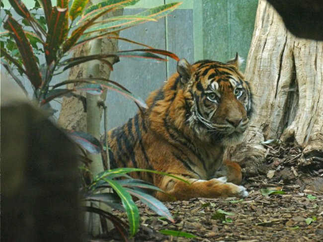 © Zoo Frankfurt Bild zum Eintrag (1081053-160)