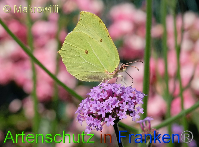© Artenschutz in Franken® / Makrowilli Bild zum Eintrag (1081193-160)