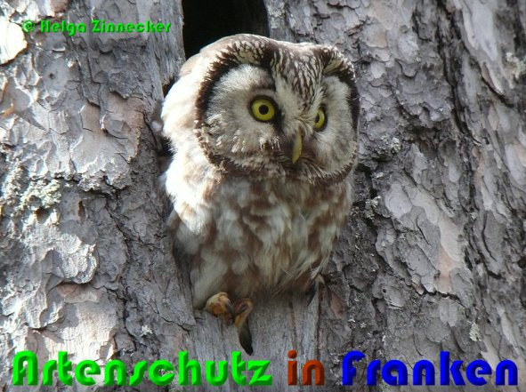 © Artenschutz in Franken® / Helga Zinnecker Bild zum Eintrag (1081217-160)