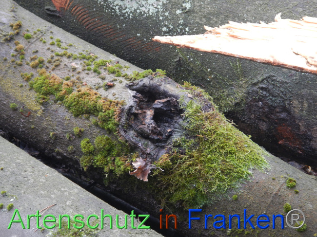 © Artenschutz in Franken® Bild zum Eintrag (1081258-160)