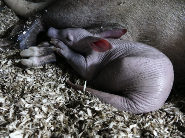 © Zoo Frankfurt Bild zum Eintrag (1081269-160)