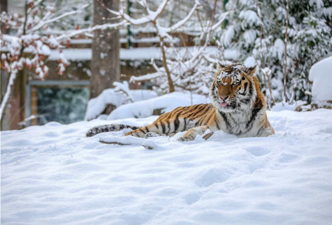 © ZOOLOGISCHER GARTEN MAGDEBURG gGmbH Bild zum Eintrag (1081330-160)