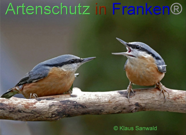 © Artenschutz in Franken® / Klaus Sanwald Bild zum Eintrag (1081380-160)