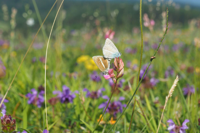© Susanne Mader-Speth, LfU Bild zum Eintrag (1081396-160)