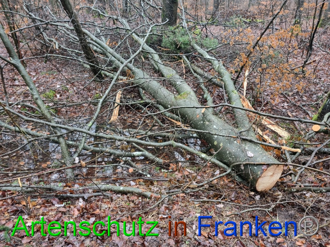 © Artenschutz in Franken® Bild zum Eintrag (1081408-160)