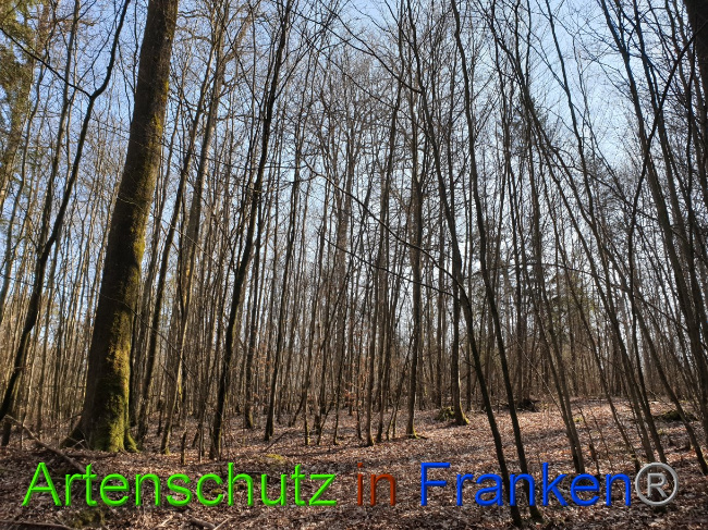 © Artenschutz in Franken® Bild zum Eintrag (1081422-160)