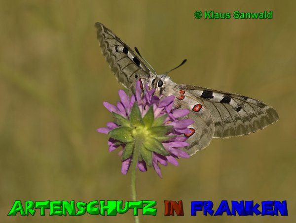© Artenschutz in Franken® / Klaus Sanwald Bild zum Eintrag (1081457-160)