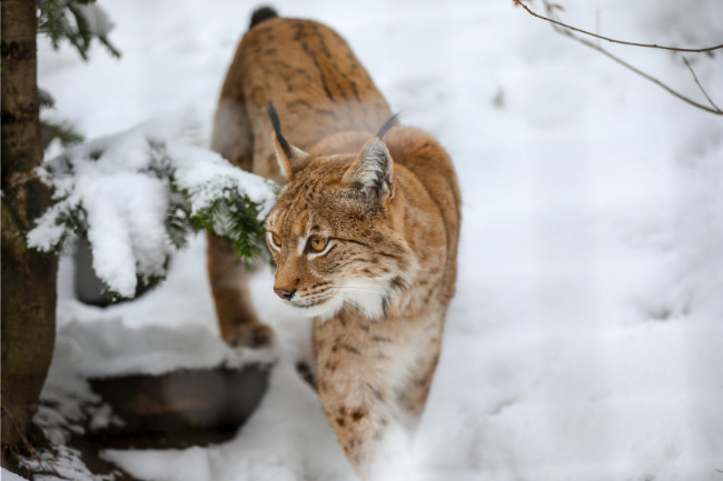 © ZOOLOGISCHER GARTEN MAGDEBURG gGmbH / Viktoria Kühne Bild zum Eintrag (1081703-160)