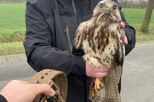 © Komitee gegen den Vogelmord e. V. Bild zum Eintrag (1081715-160)