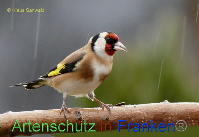 © Klaus Sanwald Bild zum Eintrag (1081719-160)
