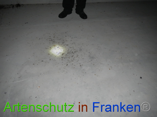 © Artenschutz in Franken® Bild zum Eintrag (1081734-160)