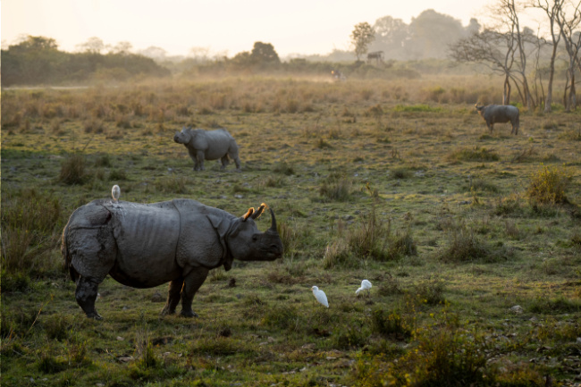 © Scott Anger/IFAW Bild zum Eintrag (1081777-160)