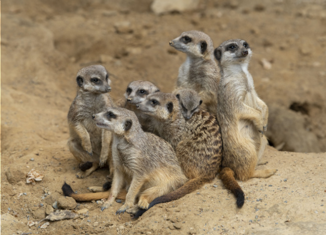© Zoo Frankfurt / Daniel Rosengren Bild zum Eintrag (1081804-160)
