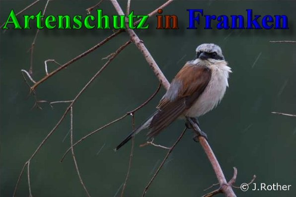 © Artenschutz in Franken® / Johannes Rother Bild zum Eintrag (1081894-160)