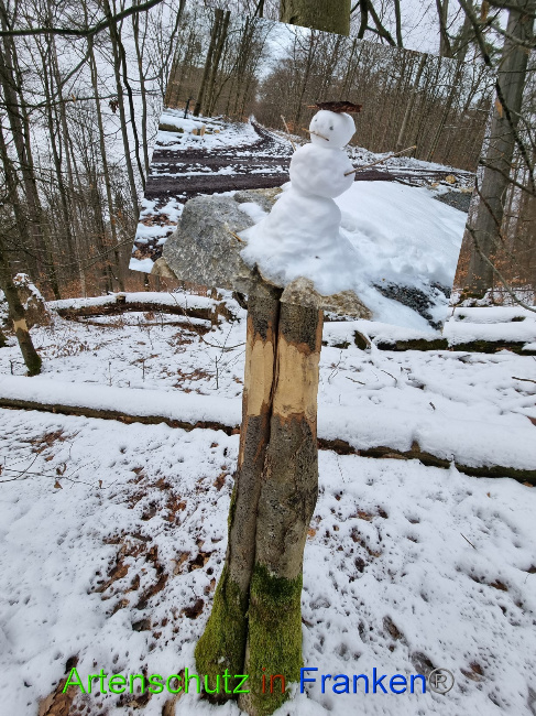 © Artenschutz in Franken® Bild zum Eintrag (1082000-160)