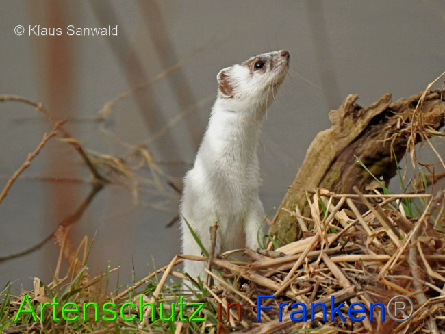 © Artenschutz in Franken® / Klaus Sanwald Bild zum Eintrag (1082307-160)