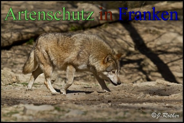 © Artenschutz in Franken® / Johannes Rother Bild zum Eintrag (1082313-160)