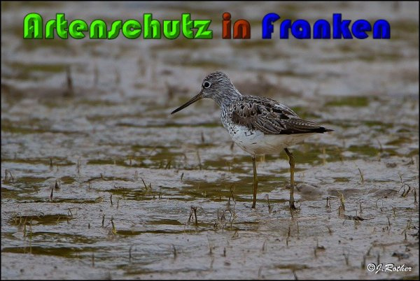 © Artenschutz in Franken® / Johannes Rother Bild zum Eintrag (1082317-160)