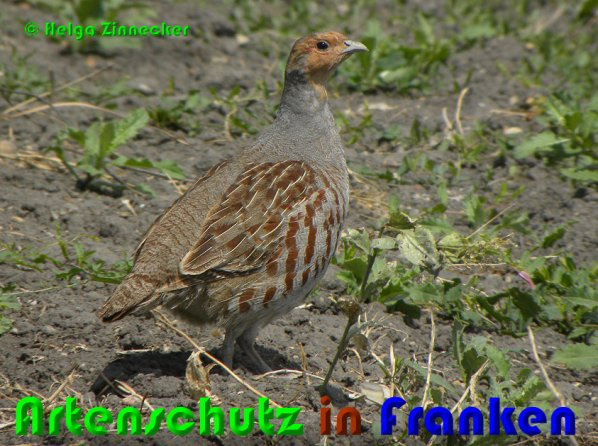 © Artenschutz in Franken® / Helga Zinnecker Bild zum Eintrag (1082346-160)