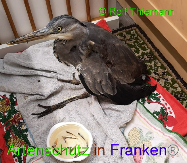 © Artenschutz in Franken® / Rolf Thiemann Bild zum Eintrag (1082491-160)