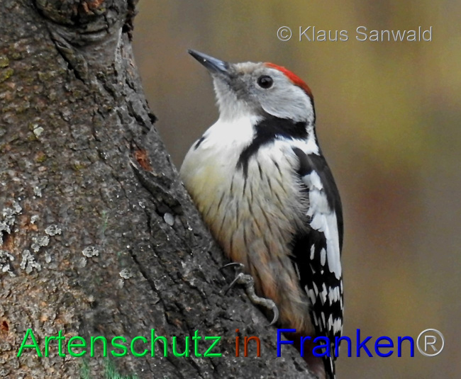 © Artenschutz in Franken® / Klaus Sanwald Bild zum Eintrag (1082493-160)