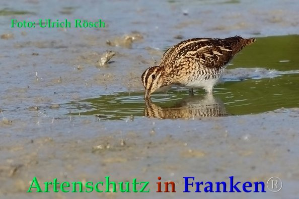 © Artenschutz in Franken® / Ulrich Rösch Bild zum Eintrag (1082538-160)