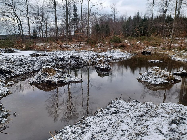 © Bayerische Staatsforsten AöR
Bild zum Eintrag (1082542-160)