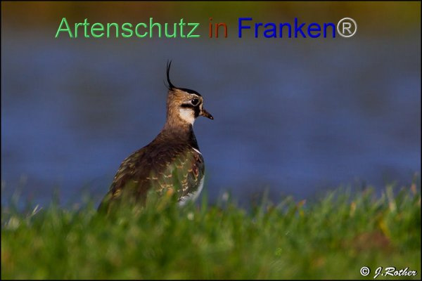 © Artenschutz in Franken® / Johannes Rother Bild zum Eintrag (1082577-160)