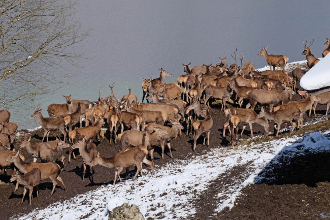 © Nationalparkverwaltung Berchtesgaden Bild zum Eintrag (1084108-160)