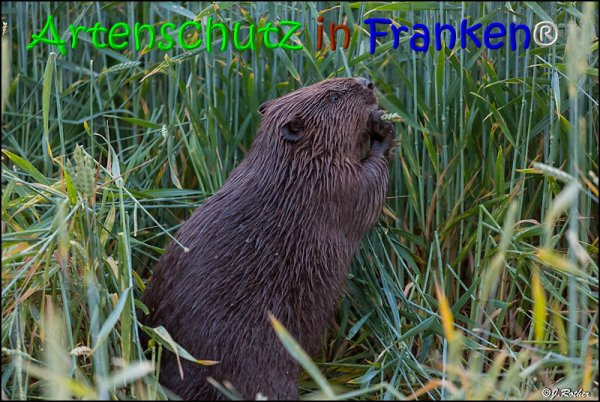 © Artenschutz in Franken® / Johannes Rother Bild zum Eintrag (1084207-160)