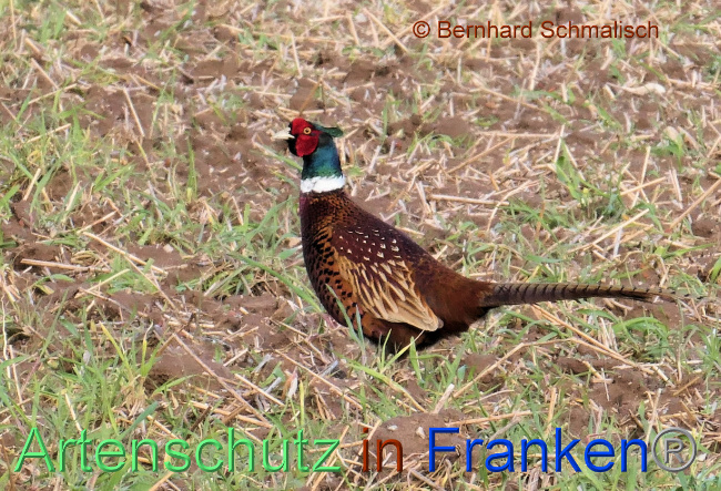 © Artenschutz in Franken® / Bernhard Schmalisch Bild zum Eintrag (1084306-160)