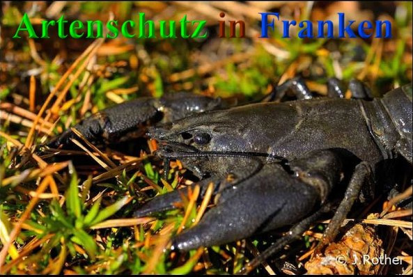 © Artenschutz in Franken® / Johannes Rother Bild zum Eintrag (1084386-160)