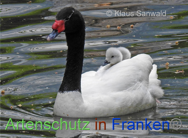 © Artenschutz in Franken® / Klaus Sanwald Bild zum Eintrag (1084390-160)