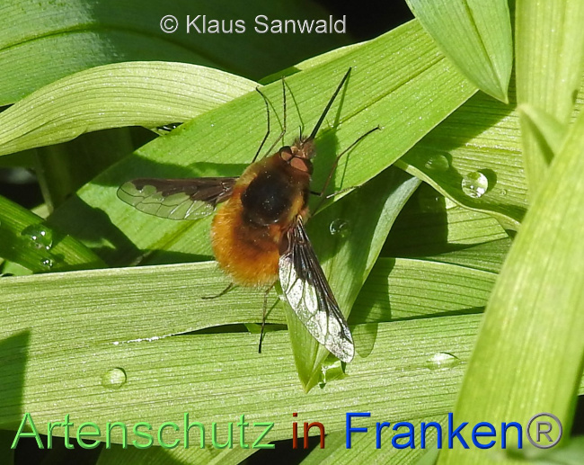 © Artenschutz in Franken® / Klaus Sanwald Bild zum Eintrag (1084442-160)