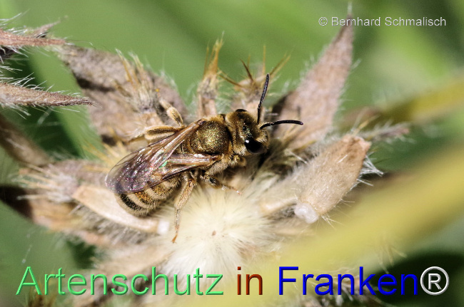 © Artenschutz in Franken® / Bernhard Schmalisch Bild zum Eintrag (1084609-160)