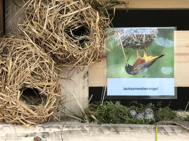 © ZOOLOGISCHER GARTEN MAGDEBURG gGmbH Bild zum Eintrag (1084632-160)