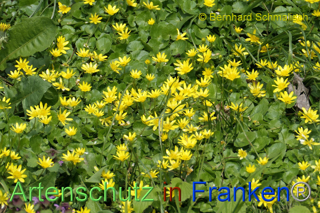 © Artenschutz in Franken® / Bernhard Schmalisch Bild zum Eintrag (1085142-160)
