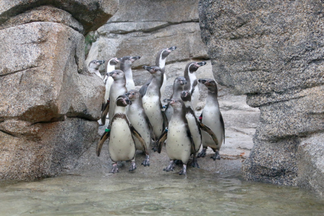 © Zoo Frankfurt - © Matthias Besant Bild zum Eintrag (1085197-160)