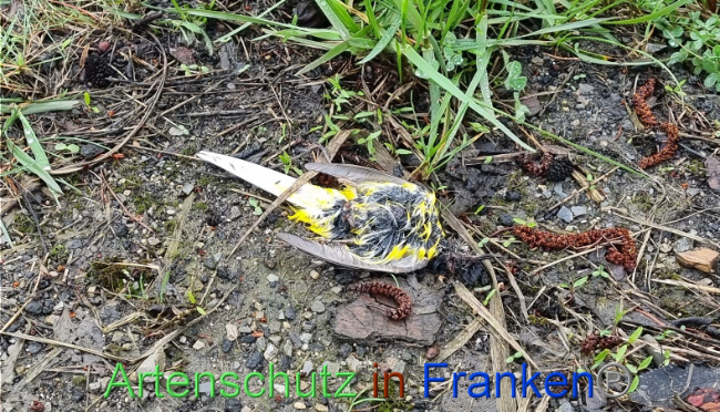 © Artenschutz in Franken® Bild zum Eintrag (1085216-160)