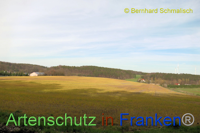 © Artenschutz in Franken® / Bernhard Schmalisch Bild zum Eintrag (1085218-160)