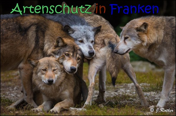 © Artenschutz in Franken® / Johannes Rother Bild zum Eintrag (1085485-160)