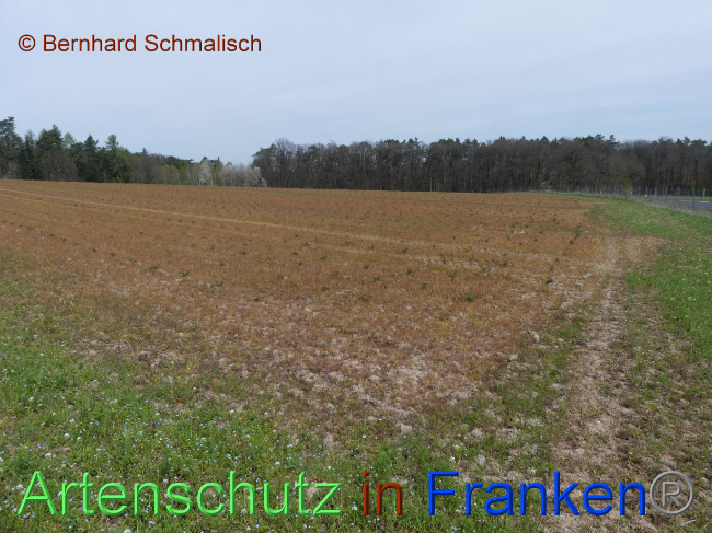 © Artenschutz in Franken® / Bernhard Schmalisch Bild zum Eintrag (1085545-160)