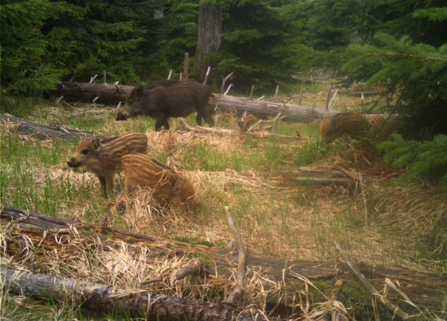 © Foto: Nationalpark Bayerischer Wald Bild zum Eintrag (1085611-160)