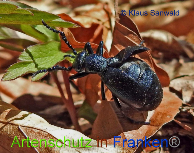 © Artenschutz in Franken® / Klaus Sanwald Bild zum Eintrag (1085752-160)